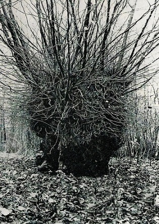 http://www.ludopedia.com.br/uploads/01/036/96in7l.jpg