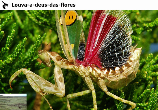 https://www.ludopedia.com.br/uploads/01/552/kia3ue.jpg